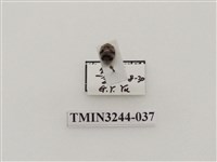 藏品(茄二十八星瓢蟲)的圖片